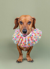 Dog wearing festive colorful collar isolated on green background for birthday or celebration concept