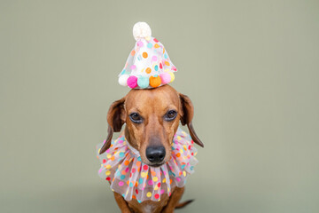 Dog in party hat and ruffled collar isolated on green background for pet celebration or birthday...