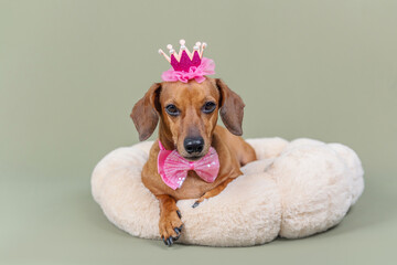 Dog in princess crown and pink dress on bed for fairy tale or celebration concept