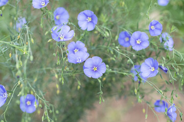 Blue blossoms of perennial flax  (Linum perenne).