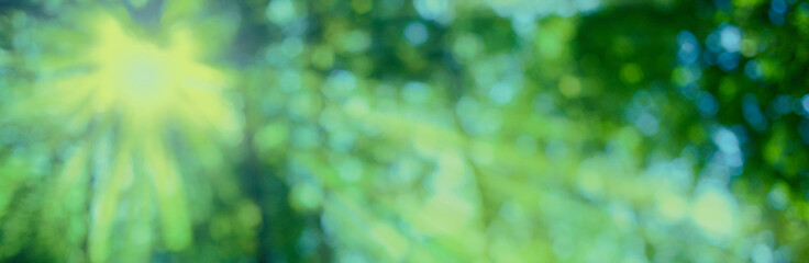 Green Forest blur bokeh background