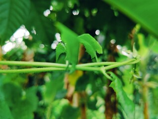 Close-up of green leaves highlighting natural beauty and freshness