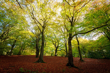 Autumnal woodland