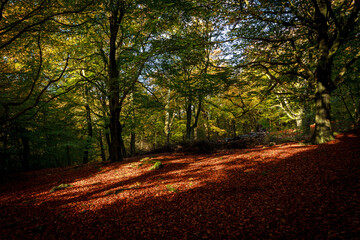 Autumnal woodland