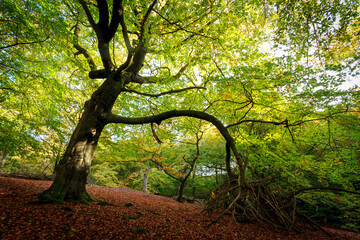 Naklejka premium Autumnal woodland