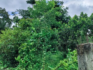 Close-up of tree branch green leaves highlighting natural beauty and freshness
