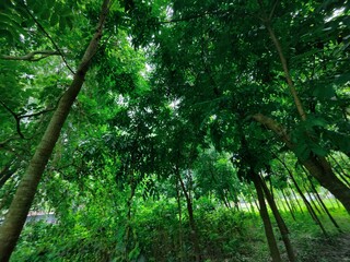 Close-up of green leaves highlighting natural beauty and freshness