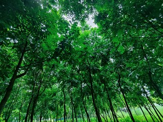 Close-up of green leaves highlighting natural beauty and freshness