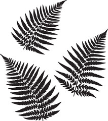 Naklejka premium Fern leaves