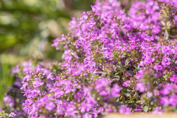 Creeping thyme (Thymus praecox) in bloom. Copyspace.