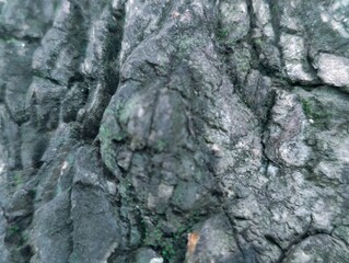 tree bark texture