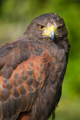 Hawk
