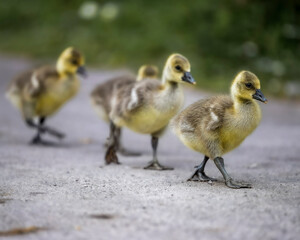 Adorable Goslings Marching Together on a Pathway in Springtime
