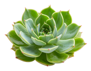 Echeveria succulent plant isolated botanical specimen