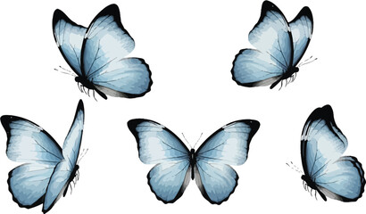 Beautiful blue butterflies flying illustration on white background for graphic design and decoration use