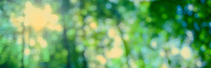 Green Forest blur bokeh background
