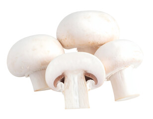 Group of white agaricus mushrooms isolated
