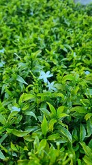 green leaves background