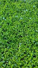 green grass background