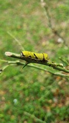 yellow butterfly on a flower