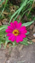 bee on pink flower