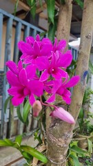 pink flowers in the garden