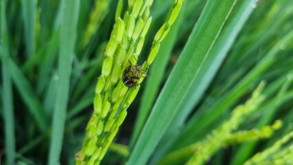spider on the grass