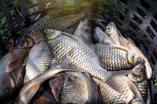 pile of freshwater fish in a basket that has been knocked out of water from a pond there are silver java barb, jullien's golden price carp, tilapia and asian redtail catfish.