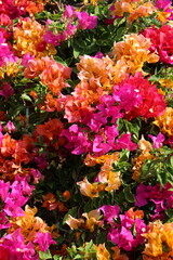 Obraz premium Pink flowers for background. The tree is densely blossoming. Bougainvillea.