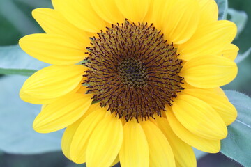 Sunflowers blooming in the park