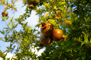 Unripe Pomegranate on the Tree