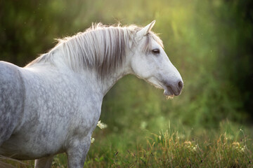 White beautiful  horse close up portrait