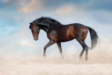 Wild horse run in desert dust