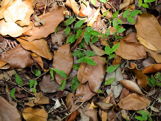 Fall leaves are dark brown on the ground. Become a garden decoration in autumn.
