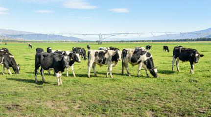 Cattle grazing on the green grassland. Agriculture sprinkler irrigation system in the background....