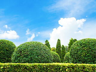 Topiary trees decoration park on blue sky background, green leaves garden plant outdoor spring time...