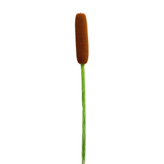 Single brown cattail reed plant with green stem on white background.