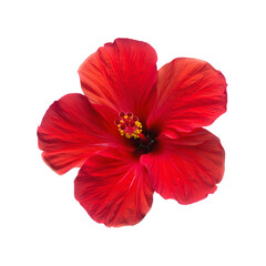 Beautiful Red Hibiscus Flower Blossom Isolated On White Background Overhead View