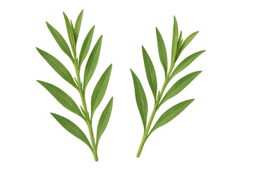 Fototapeta premium Fresh tarragon sprigs displaying bright green foliage, cut against pure white backdrop with sharp detail