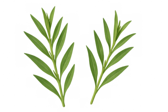 Fresh tarragon sprigs displaying bright green foliage, cut against pure white backdrop with sharp detail