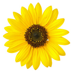 Bright yellow sunflower head with seeds isolated on crisp white background