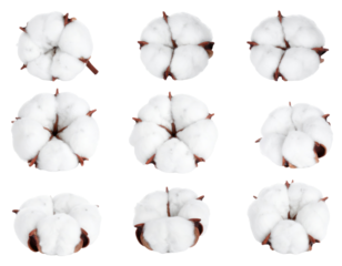 Nine White Cotton Flowers Isolated on a Black Background in a Macro Shot Demonstrating Texture and Detail