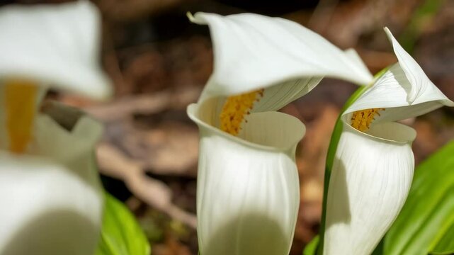 Three White Arum Flowers Blooming in Spring Sunlight with Yellow Spadix Showing the Details and Textured Petals