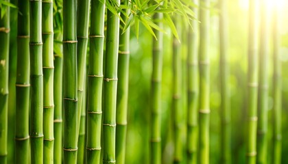 Fototapeta premium Lush green bamboo stalks in sunlight