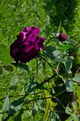 Part of a rose garden with beautiful bushes with pink flowers, Sofia, Bulgaria  