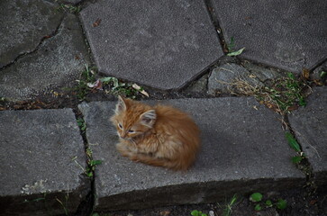 A beautiful yellow kitten sits on the garden patio and waits for food, Sofia, Bulgaria   