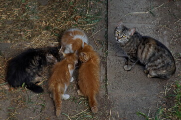 Beautiful black, yellow and white patterned kittens in the garden eat milk-soaked slices while their mother guards them, Sofia, Bulgaria 