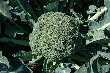 Close-up of ripe organic broccoli cluster growing in the vegetable garden. Agriculture and horticulture concept. 