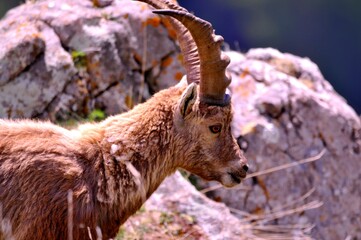 Alpine ibex (Capra ibex) in the French Alps - wildlife behavior and alpine nature