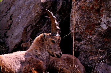 Alpine ibex (Capra ibex) in the French Alps - wildlife behavior and alpine nature